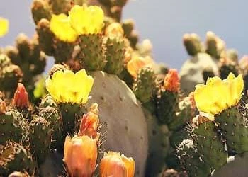 Nopal cactus plants outside