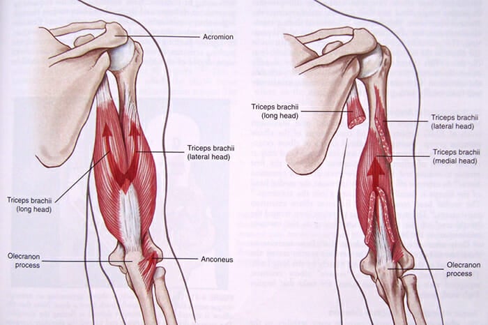 triceps-anatomy